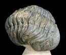 Bumpy, Partially Enrolled Barrandeops (Phacops) Trilobite #6926-1